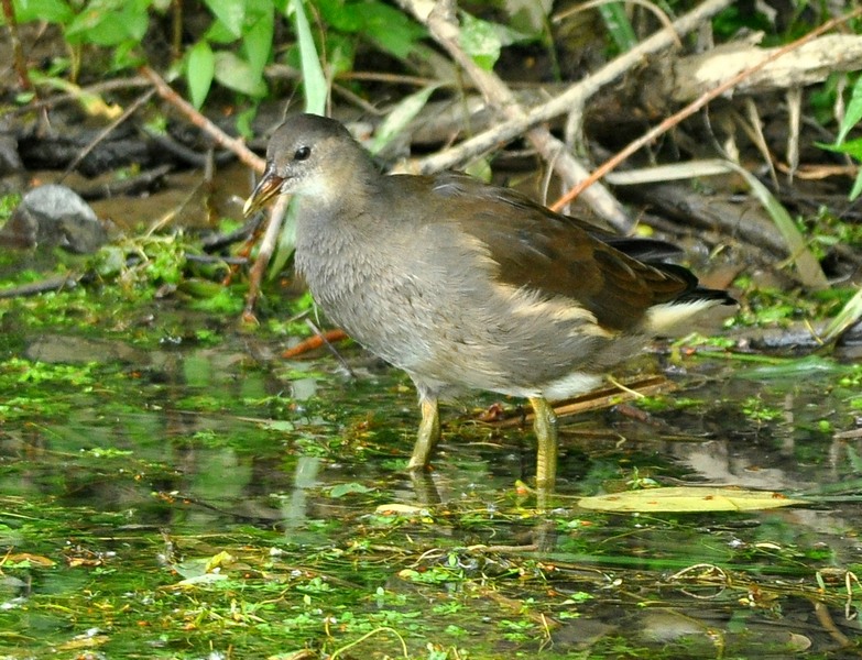 Gallinella d''acqua giovane